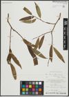Foto von Salix alba subsp. vitellina (L.) Arcang. x Salix fragilis L.
